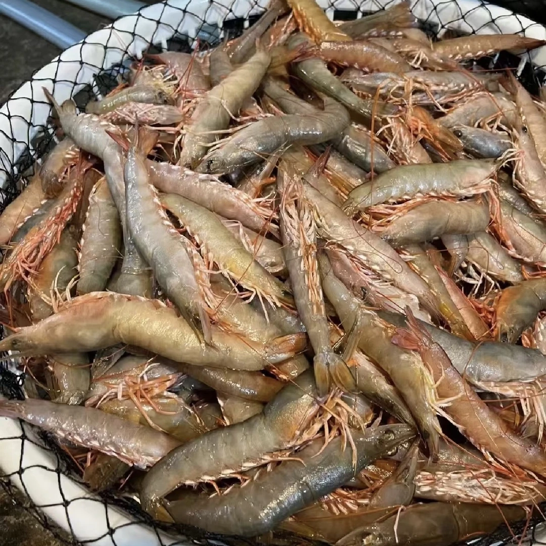 3斤小船天然海麻虾一斤一盒顺丰冷链包邮到家
