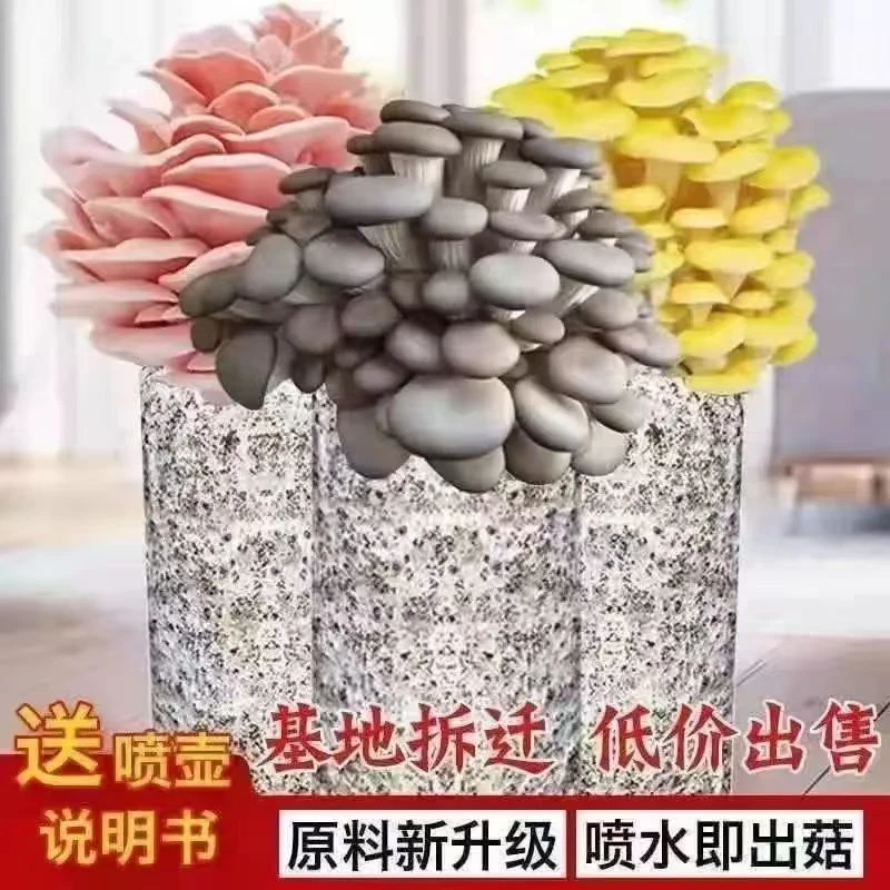 【黄色】榆黄菇菌包好种植盆栽种植菌棒好养活好看好吃基地直销包邮