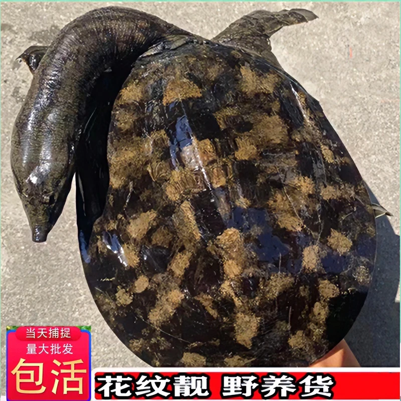 【2只共3.8斤公甲鱼】通货黑花水鱼鲜活甲鱼生态甲鱼团鱼中华甲鱼活