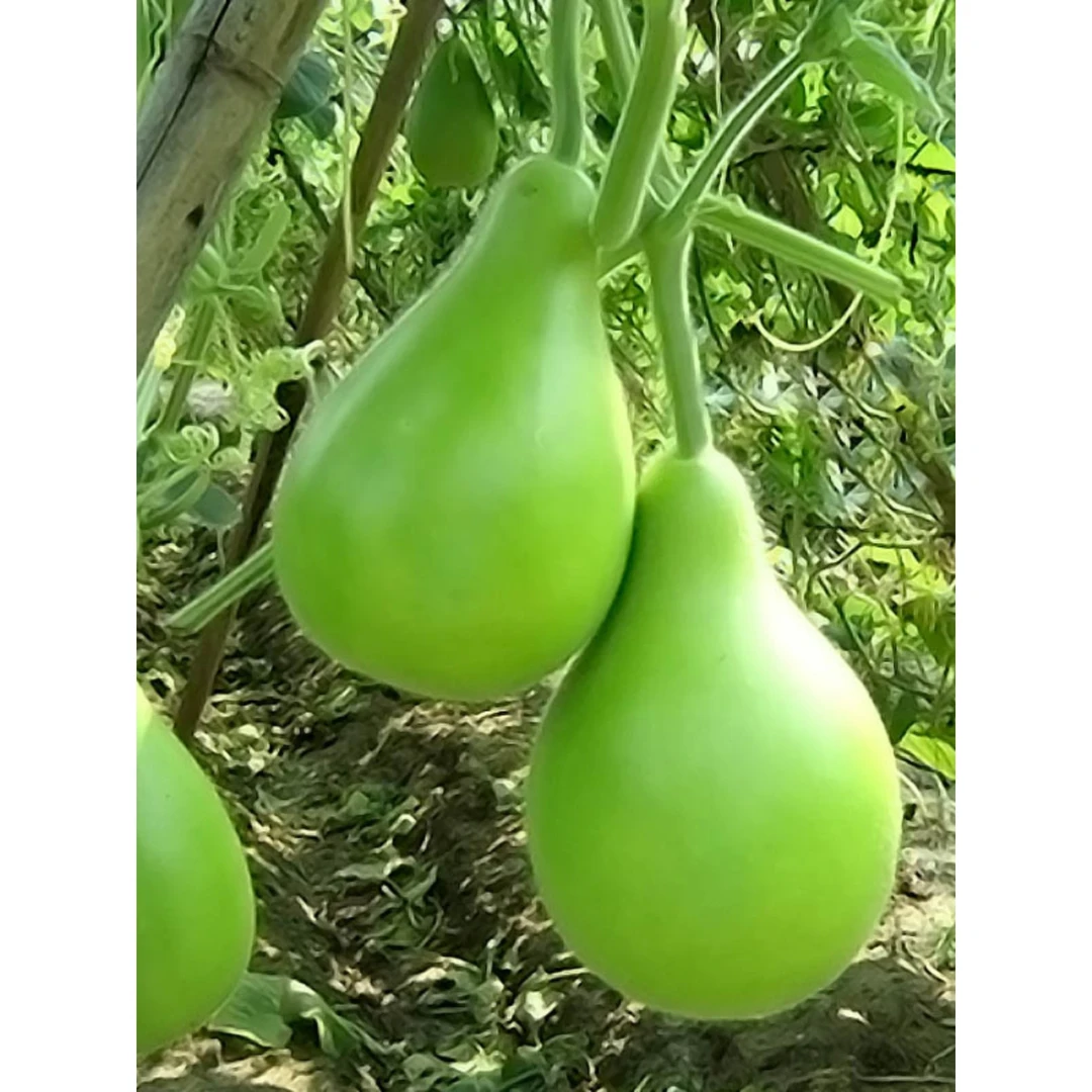 极早生瓠瓜苗种子口味好蒲瓜食用瓠子瓜菜葫芦种籽孑春季蔬菜秧苗