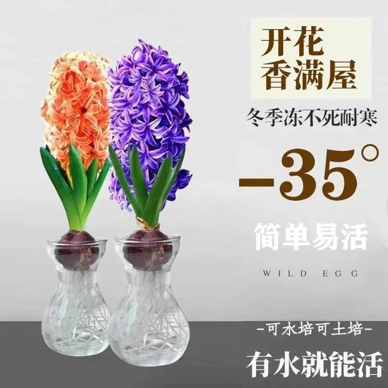 风信子种球水培水养土培植物四季好养活冬天耐寒室内开花盆栽花卉