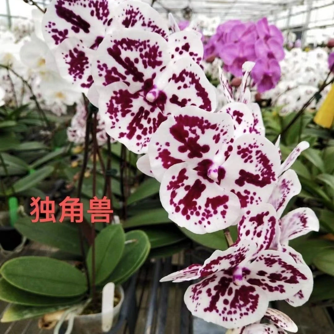 【微瑕】独角兽1花剑带花苞有共生菌3.0