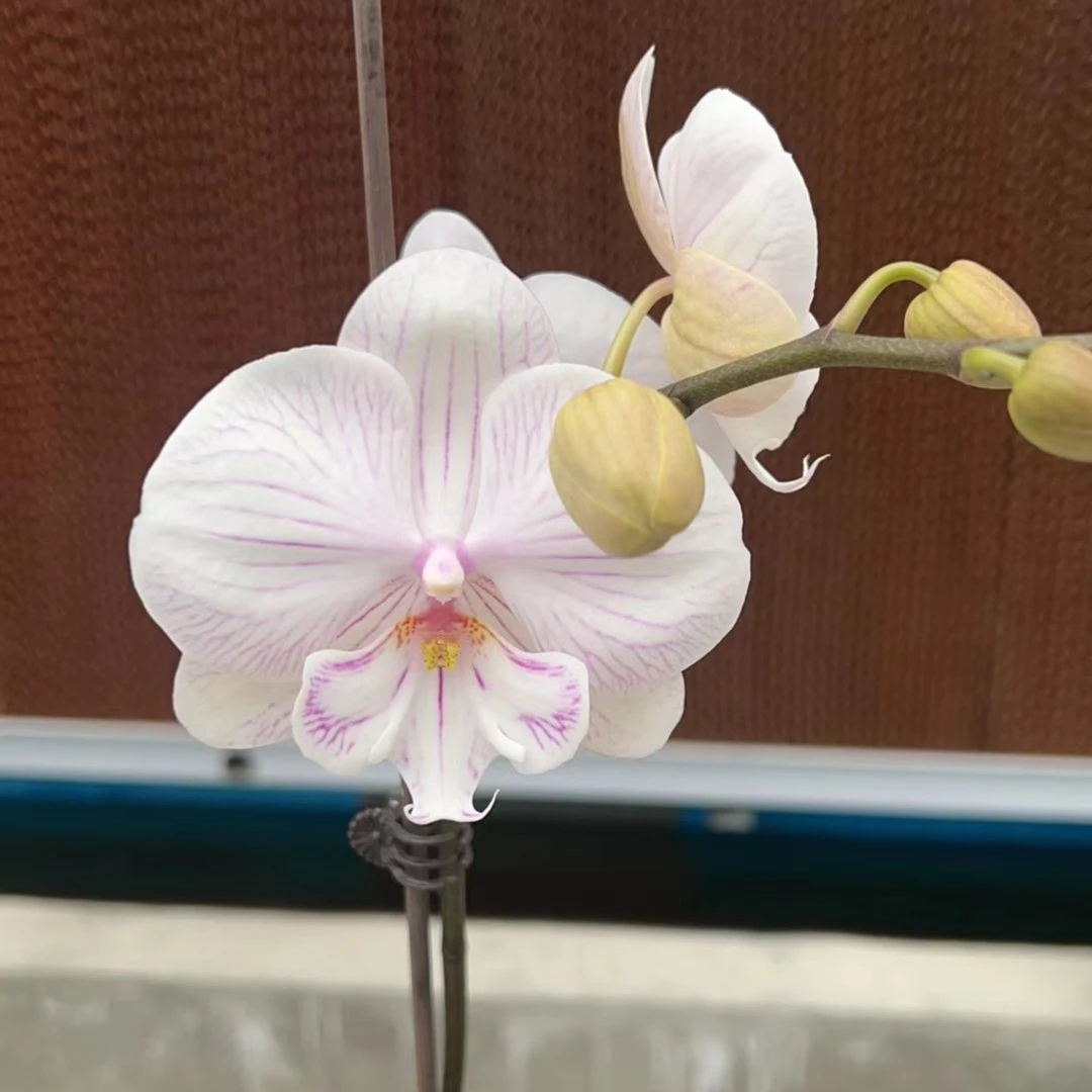 【瑕疵】曼塔安汶不带花剑仅是苗微瑕有共生菌3.0