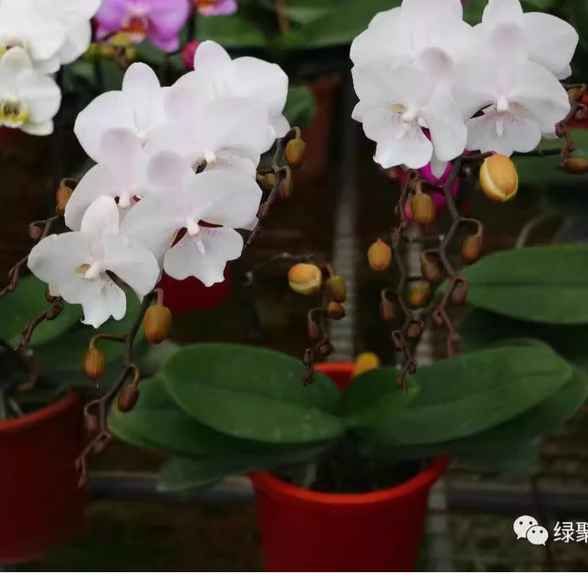 【瑕疵大】雪花大舌头2花剑带小花苞3.0