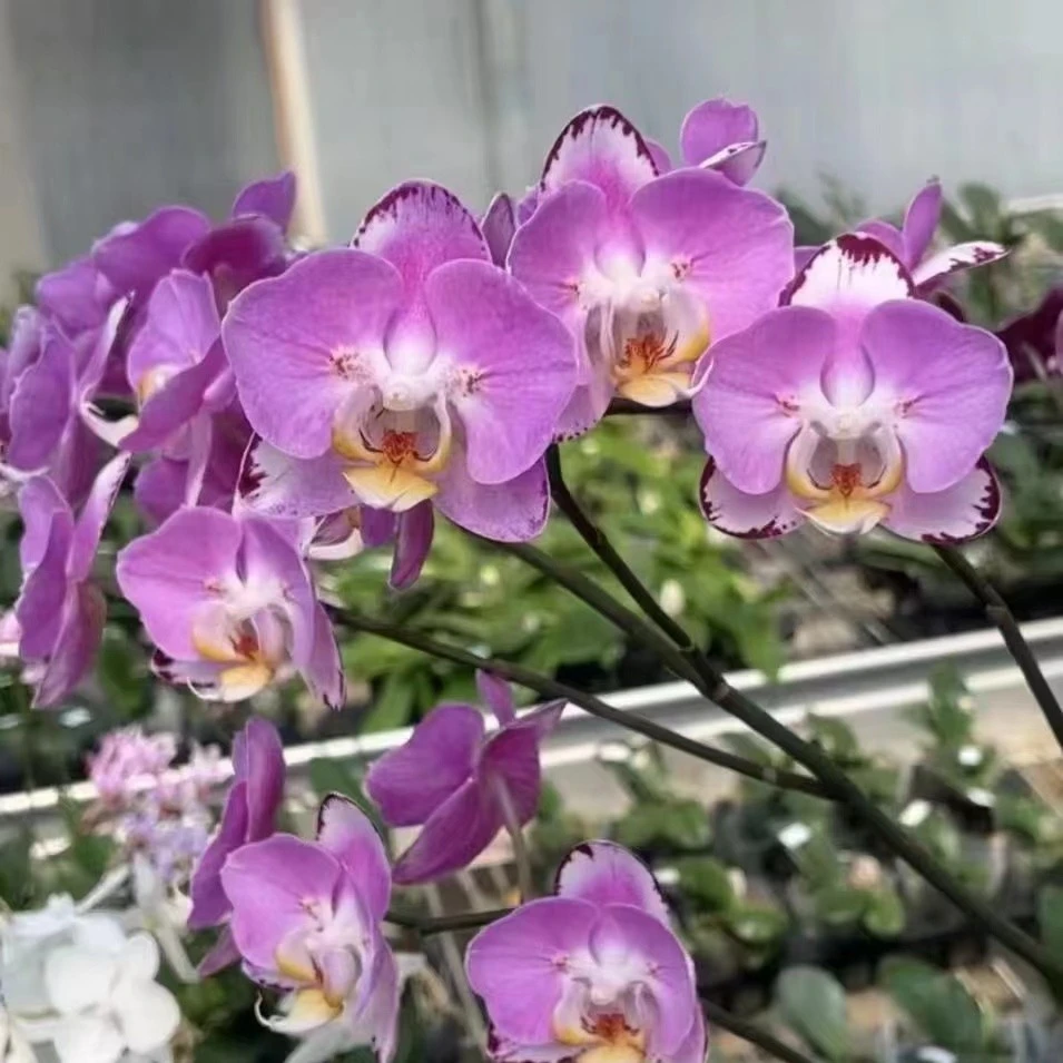 【瑕疵大】随单蝙蝠侠花后苗不带花剑两片叶3.0