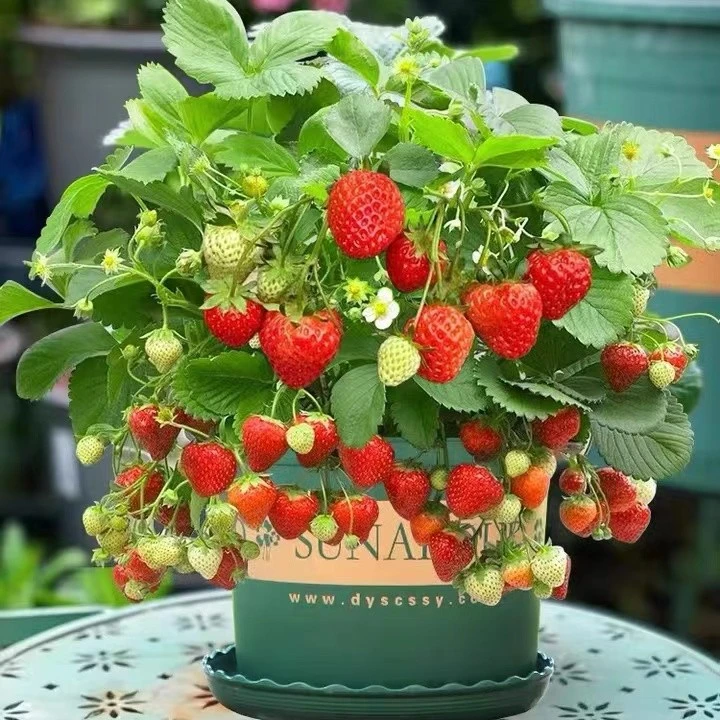 【盆栽宁玉草莓】大苗带盆发货早熟品种坐果多又大又甜室内室外种植