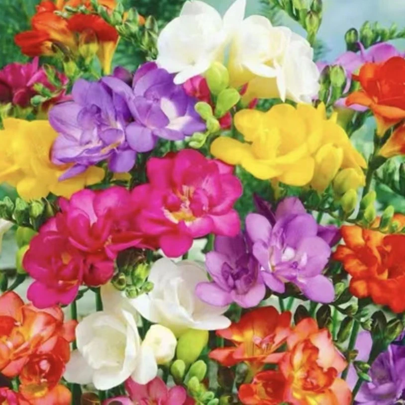 【香雪兰种球九块九5颗】耐寒冬季开花种植简单重瓣小苍兰开花香