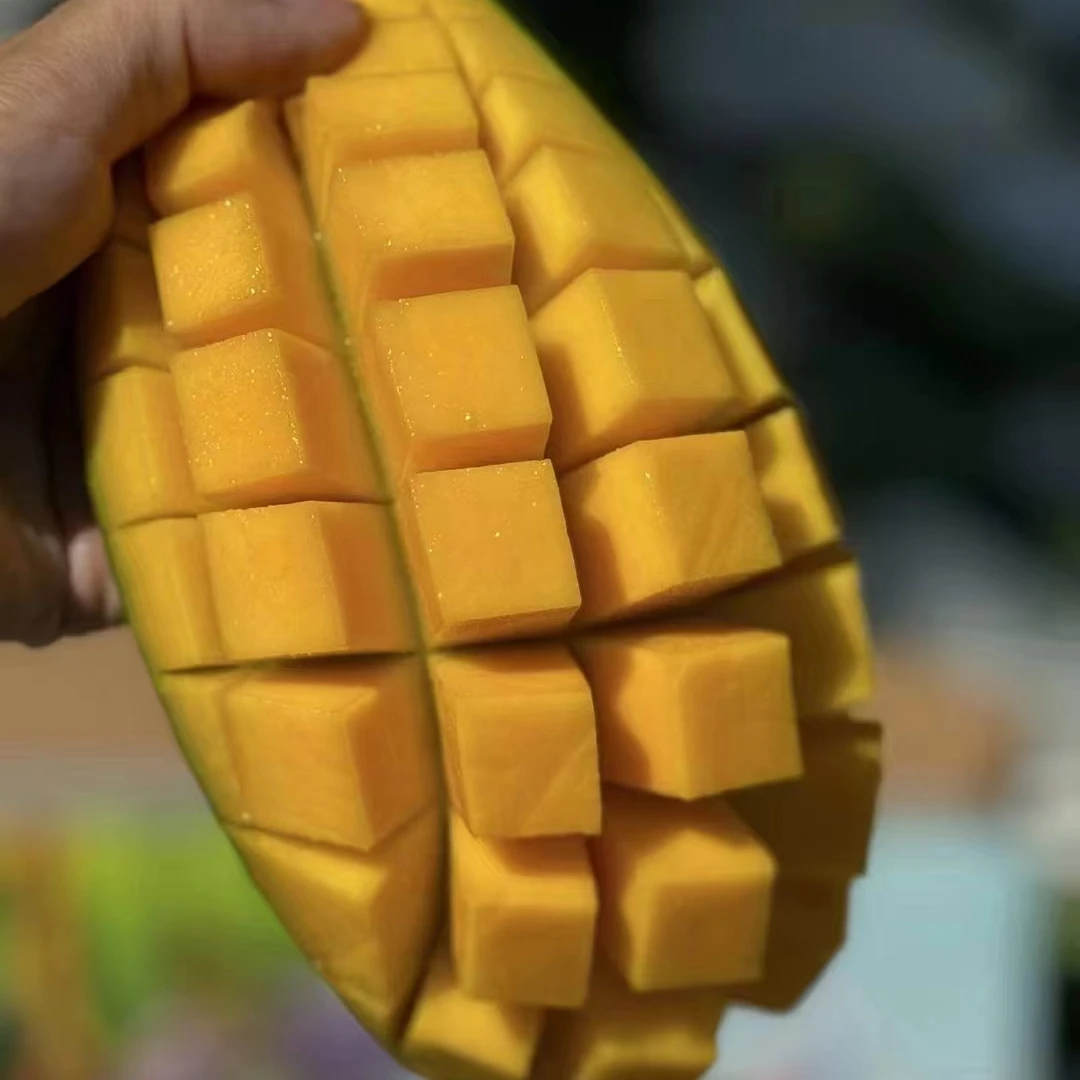 【攀枝花金煌芒】大青芒果冻芒新鲜采摘9斤包邮应季水果树上成熟甜