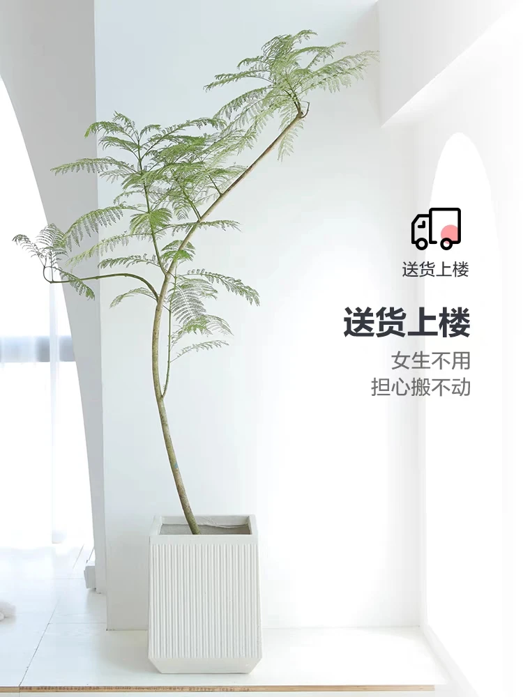 蓝花楹大型绿植室内客厅玄关阳台落地植物庭院造景办公室盆栽网红
