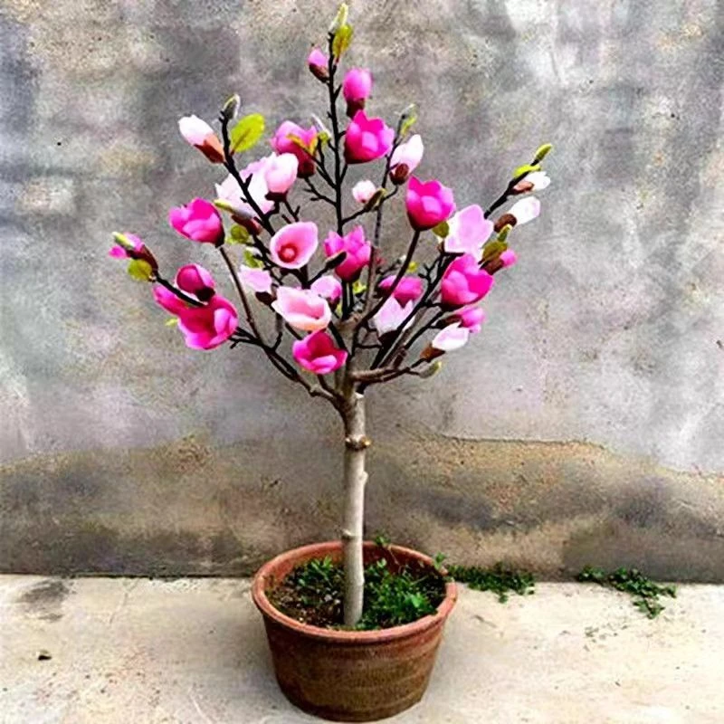 【盆栽福利款】三乔玉兰花多季节开花南北方种植耐寒好养带土