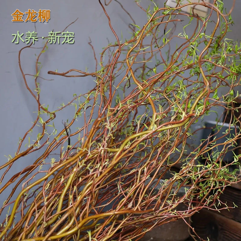【直播自发】金龙柳鲜切枝水养生根发芽客厅办公室内绿植基地直发