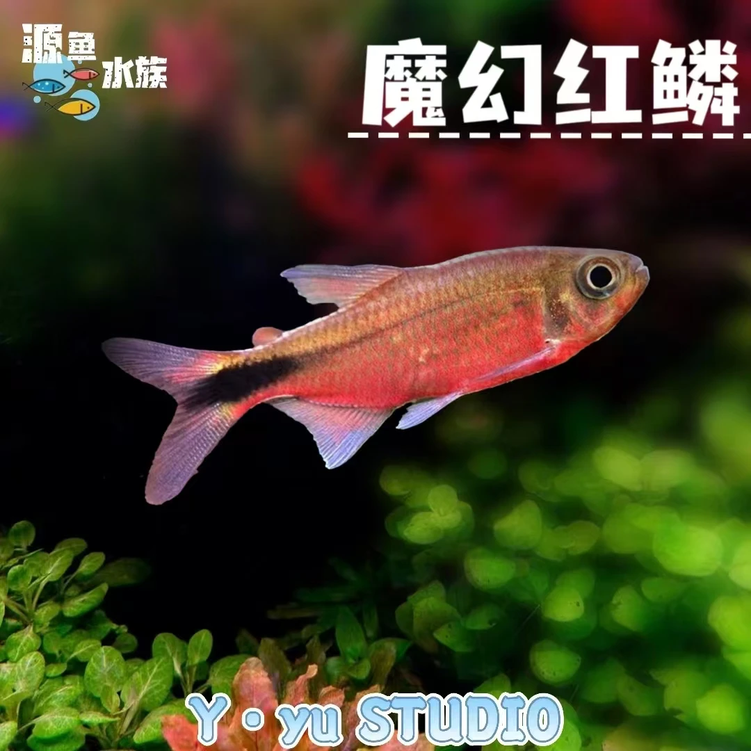 魔幻红鳞/热带鱼/观赏鱼/南美灯鱼/草缸/南美缸/不分公母/混养