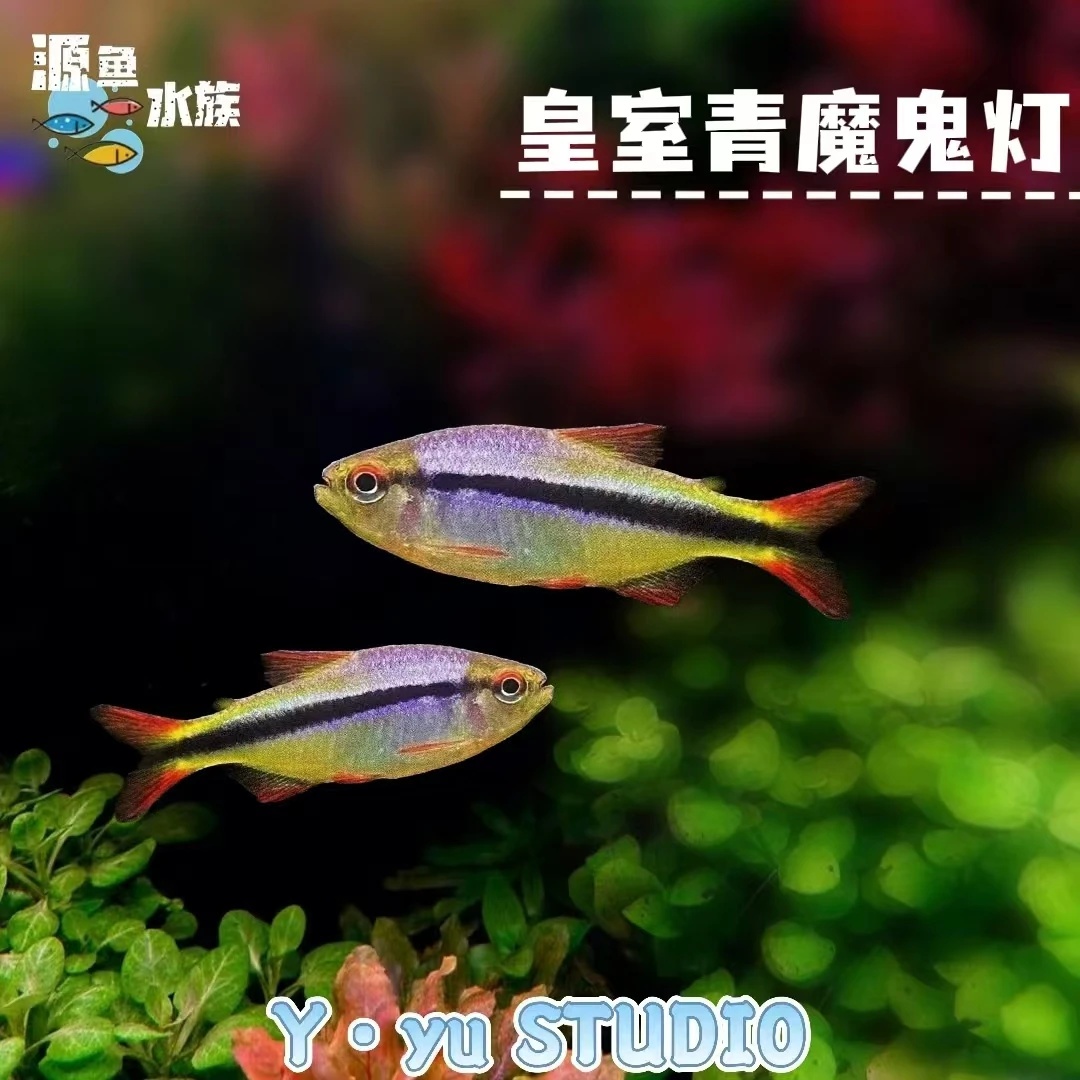 皇室青魔鬼【母】（福利）【！本活动包邮不包损，介意勿参！】