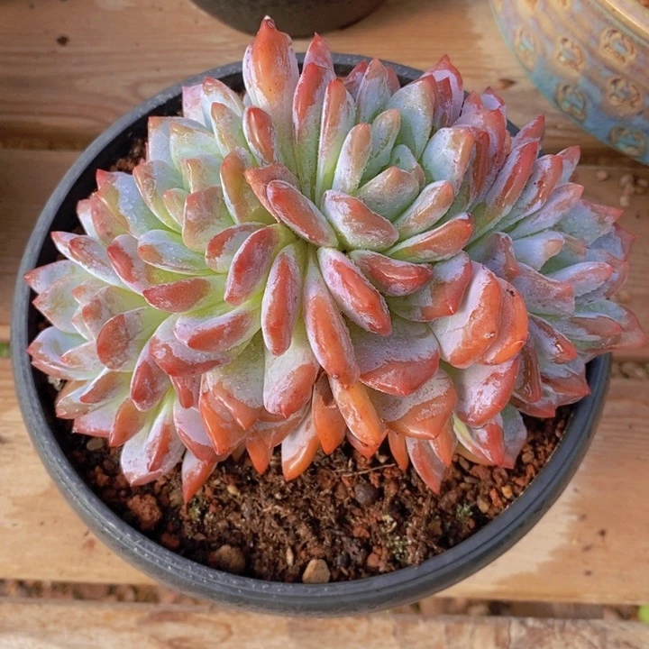 橙子朵朵 韩货精品