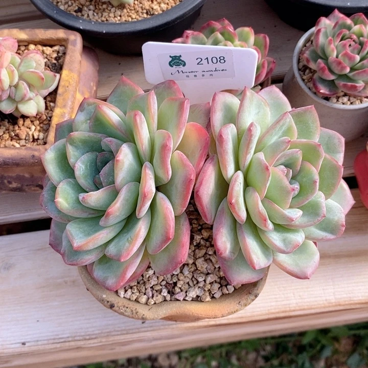 肉**红2108泡芙 韩货精品