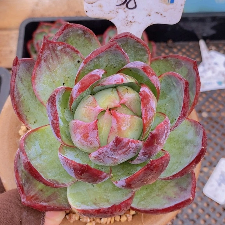 小*羽38惊鸿 韩货精品