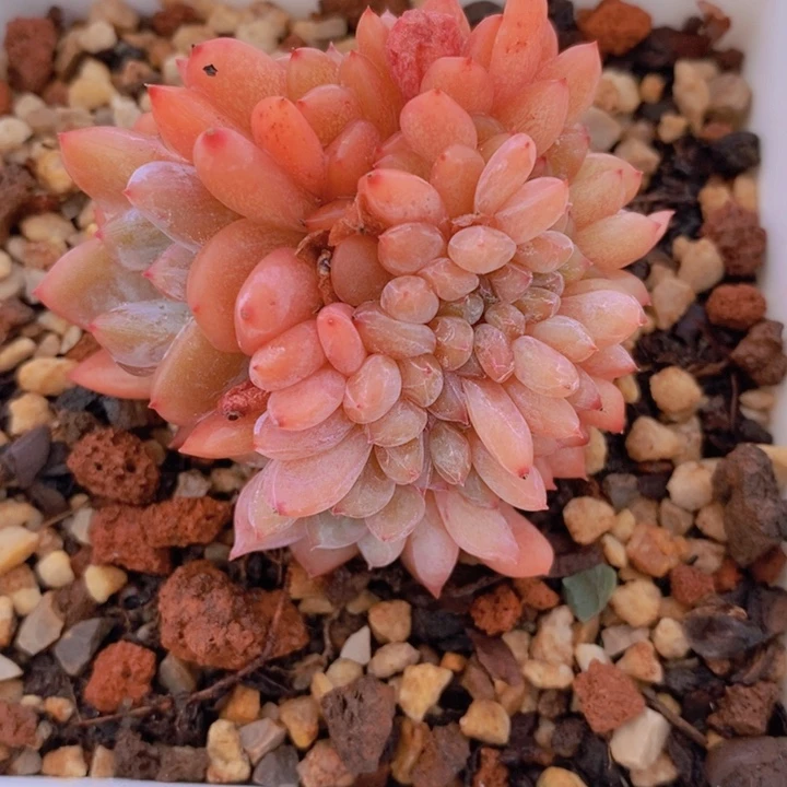 雪天使缀 韩货精品