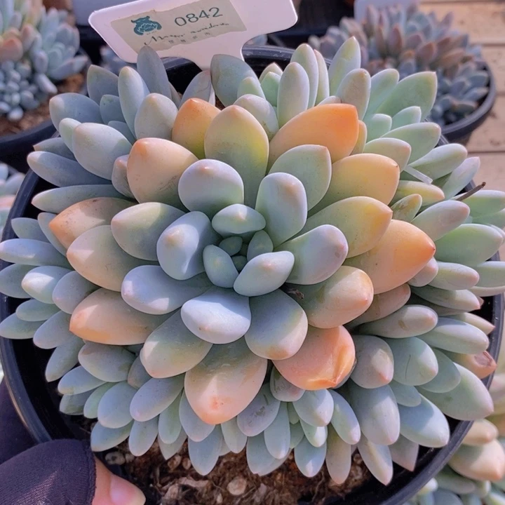 0842香水 韩货精品