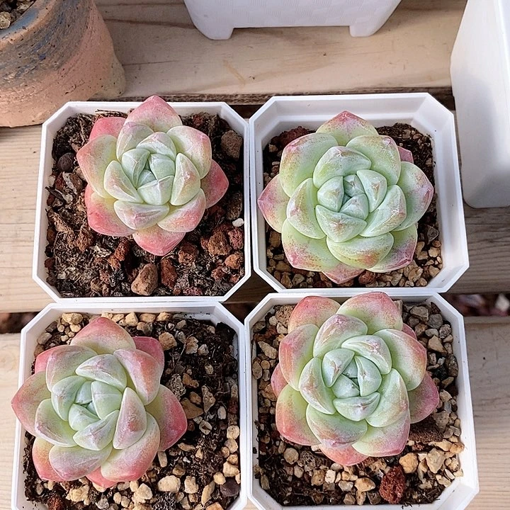 冰玉4颗 韩货精品