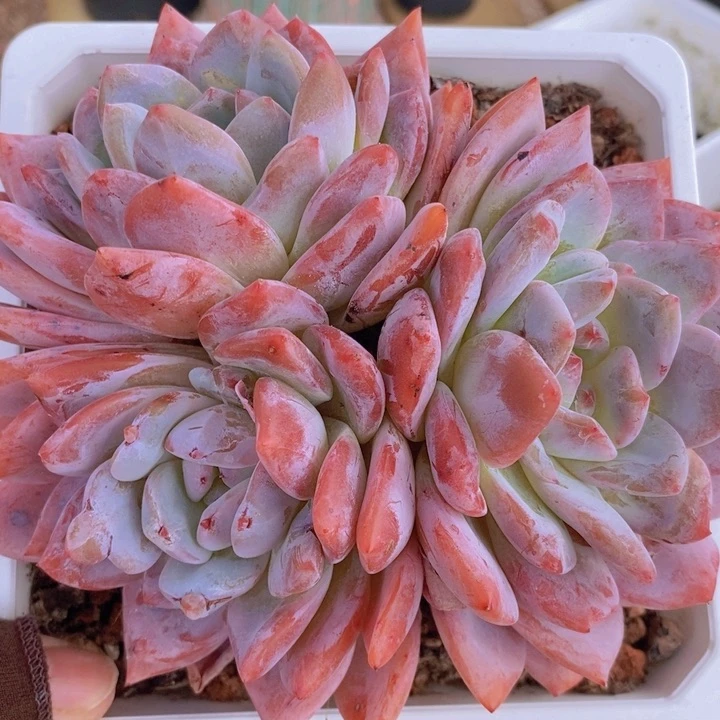 雪天使 韩货精品