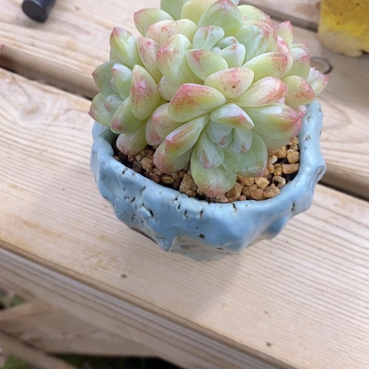 岁**好0501多肉一物一拍