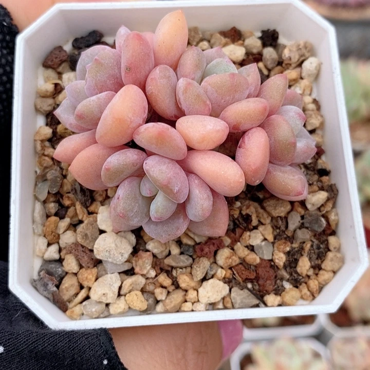 梦露杂 韩货精品