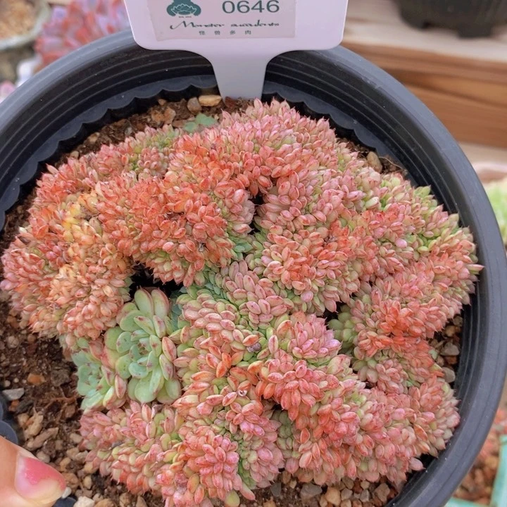 0646蓝胖子缀化 韩货精品