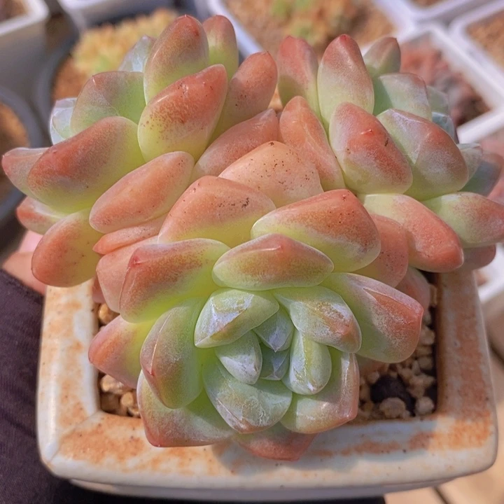 冰玉    韩货精品