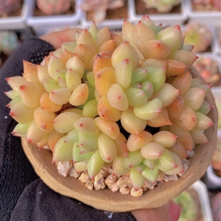 黄金象牙 韩货精品