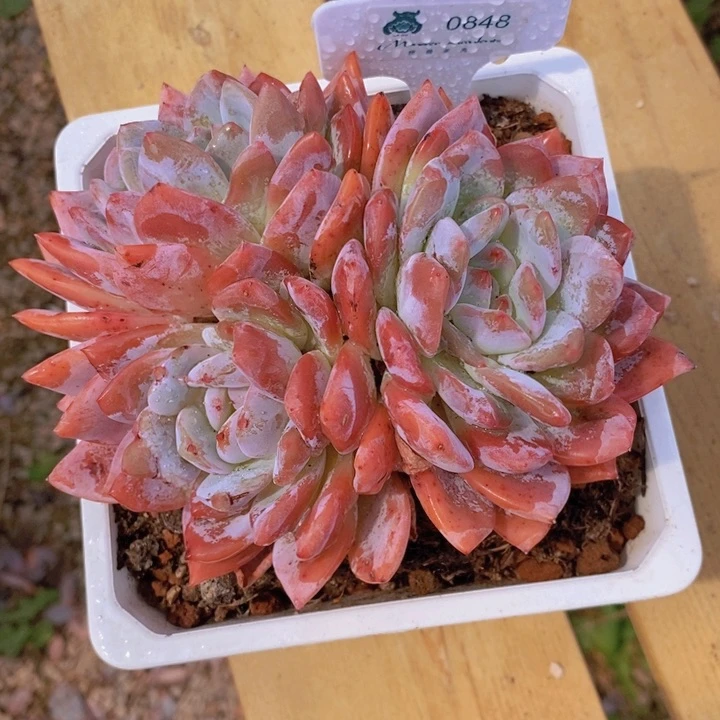 春****芳0848雪天使 韩货精品