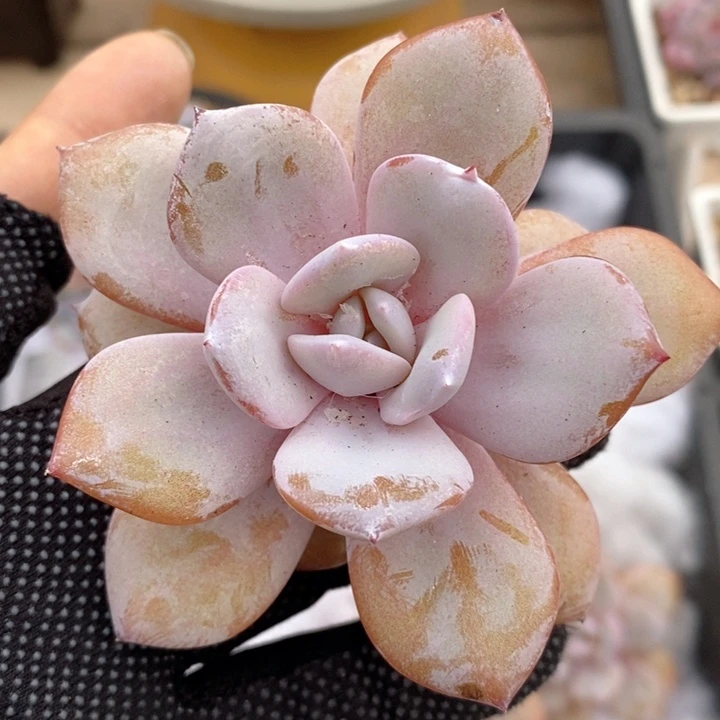 奶茶    韩货精品