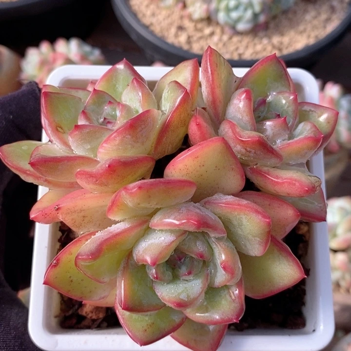 泡芙    韩货精品