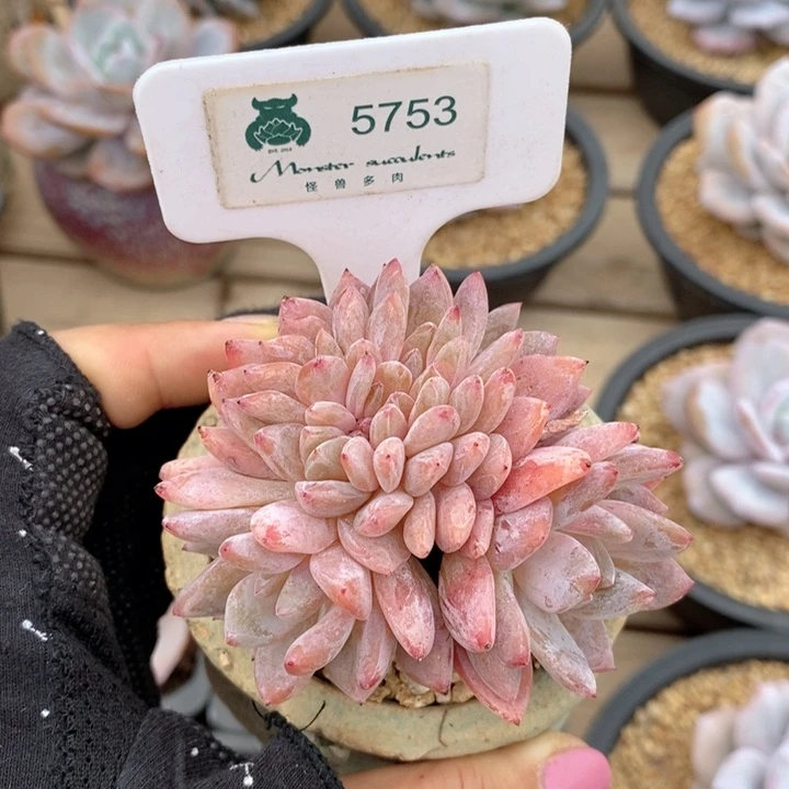 桃****）5753雪天使缀 韩货精品