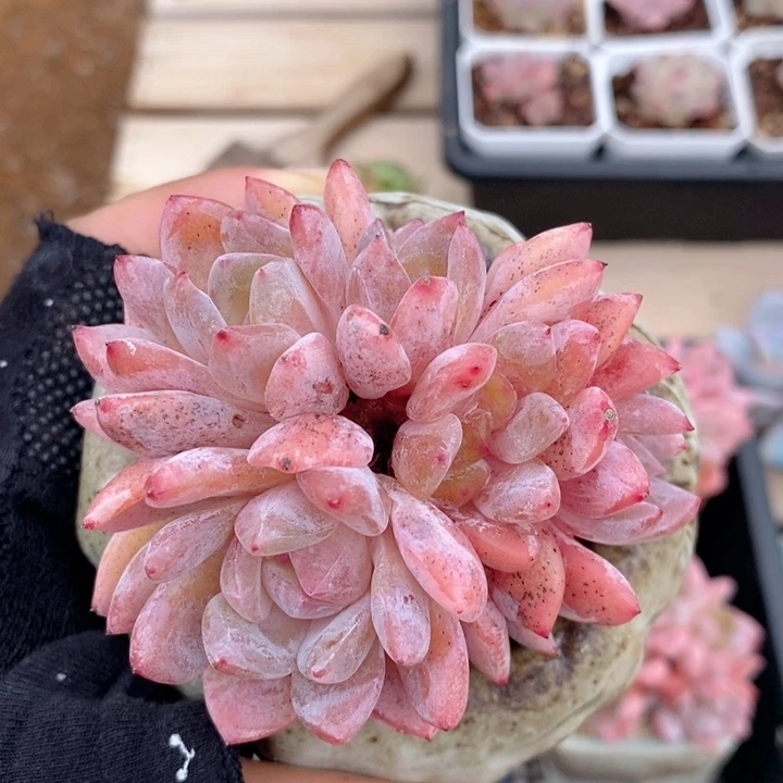 雪天使缀 韩货精品