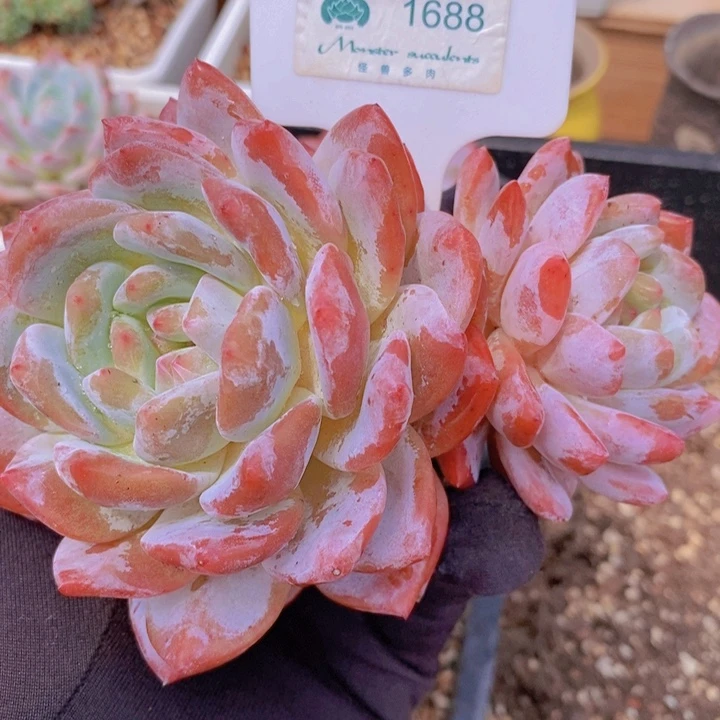 花*?1688飘枝橙子 韩货精品
