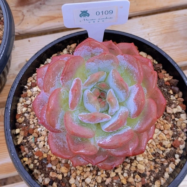 0109橙子 韩货精品