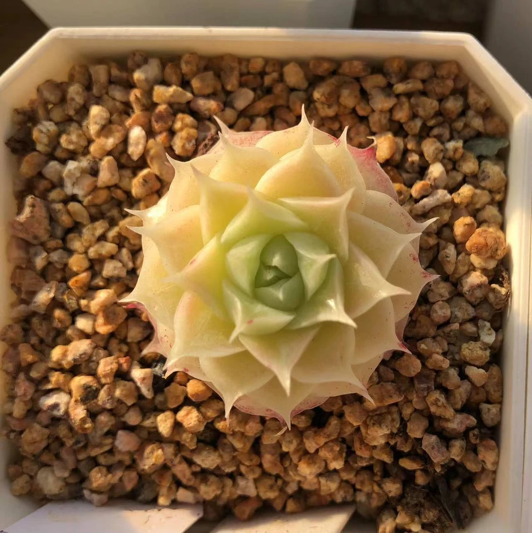 8号链接精品多肉一物一拍