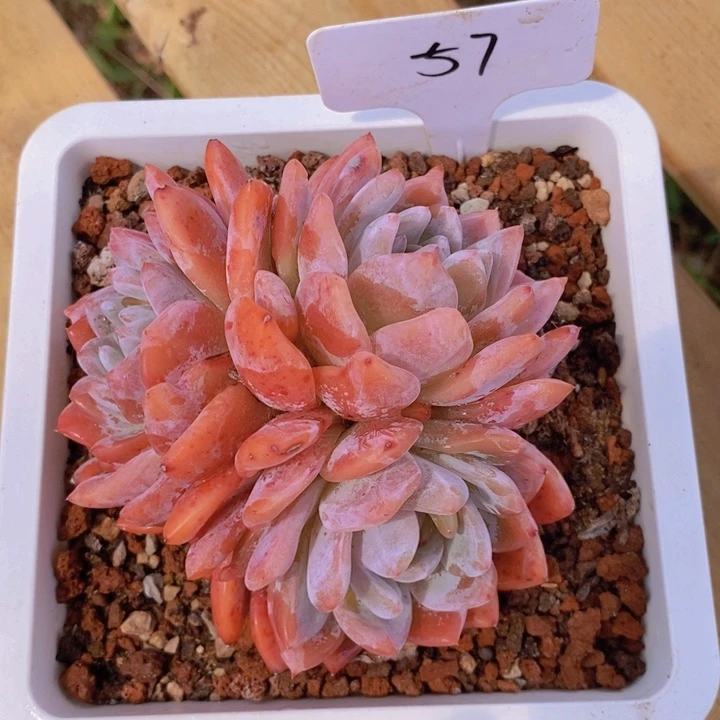 花*?57雪天使 韩货精品