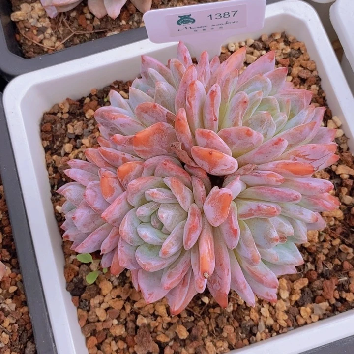 1387橙子 韩货精品