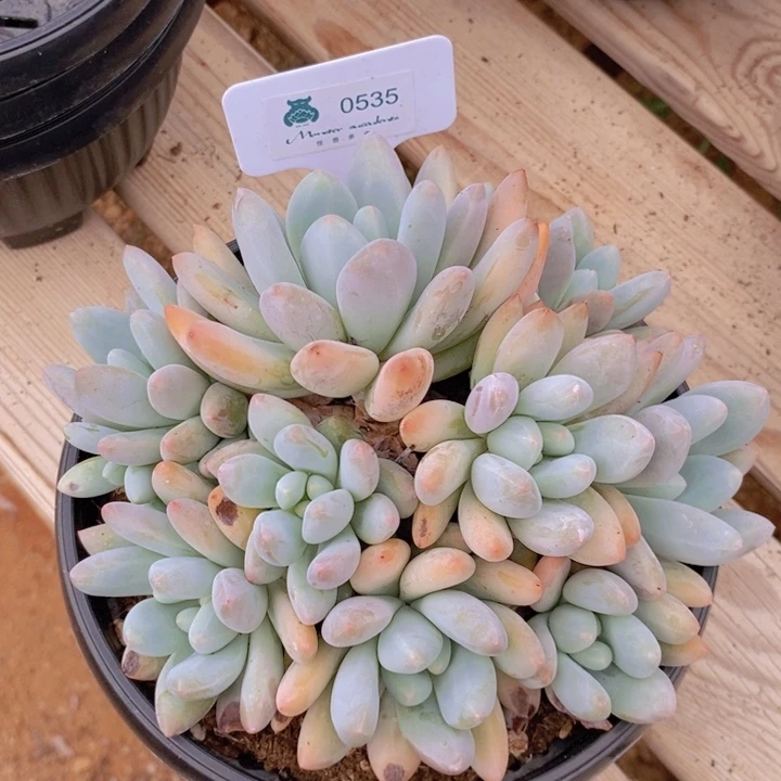 0535香水 韩货精品