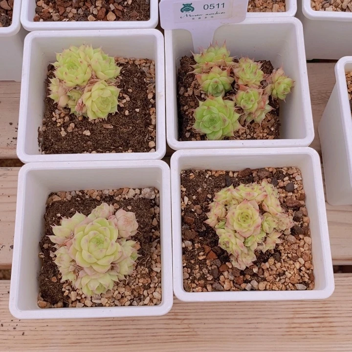 妮*0511麦秆4颗 韩货精品