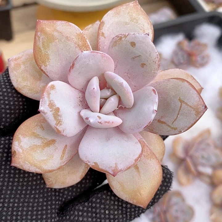 奶茶    韩货精品