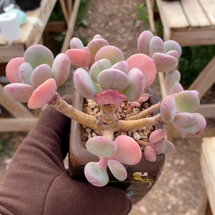 灰姑娘  韩货精品