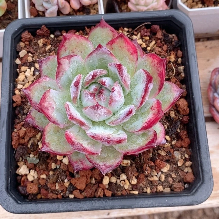 拉糖    韩货精品