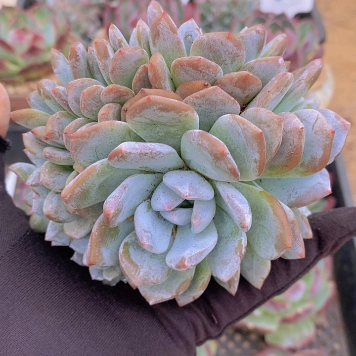 星影缀化 韩货精品