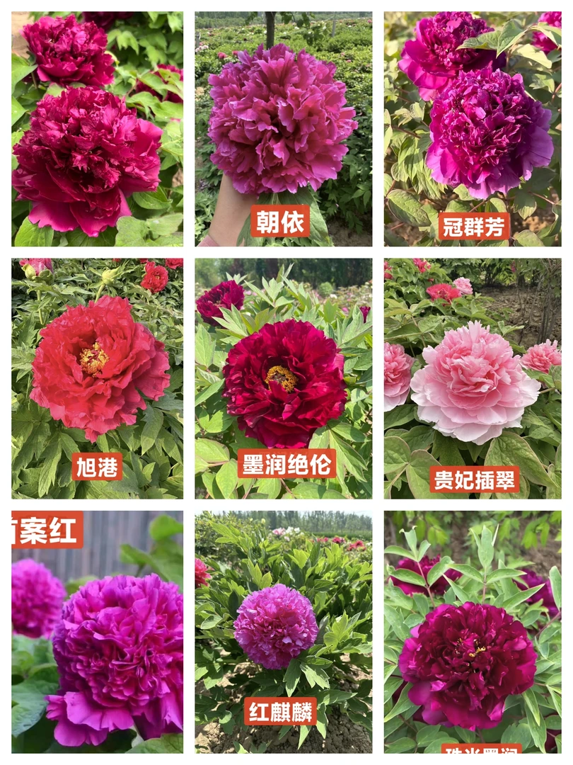 观赏牡丹6分枝以上牡丹苗对版发货裸根包邮菏泽基地直发88元2颗