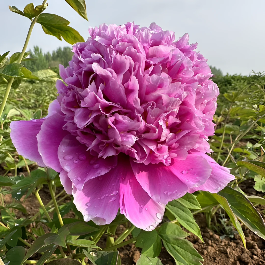《大魏紫》牡丹  千层多瓣绿植现在下单秋季发货