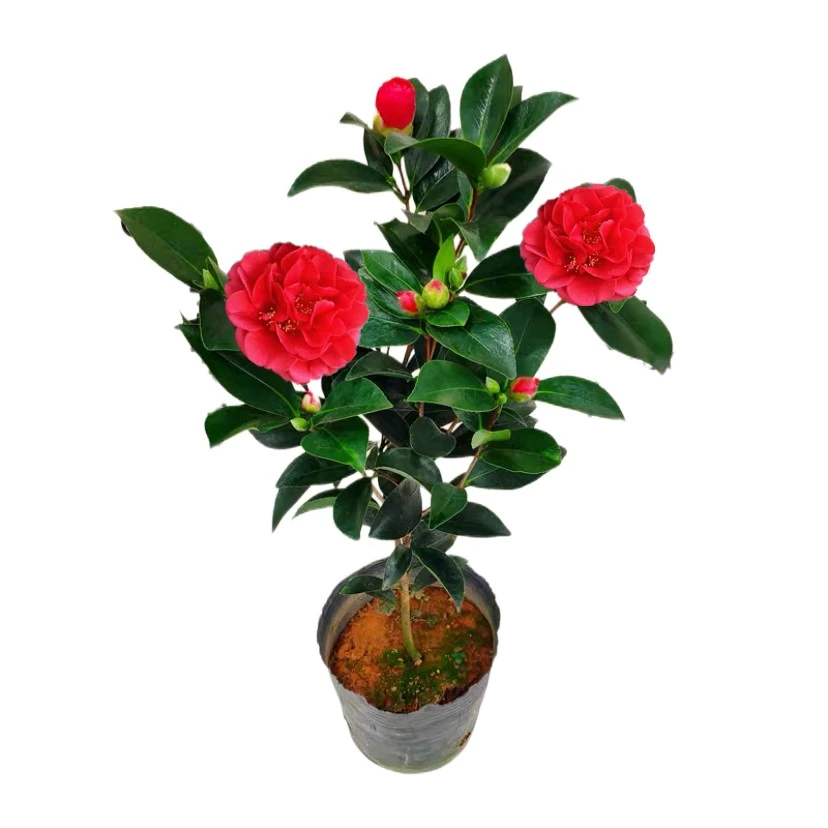 四季茶花杜鹃红山茶新品四季茶夏日系列茶杜鹃茶带花苞多季节开花