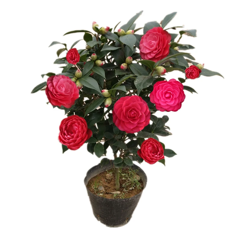 【一物一拍】60-65cm茶花盆栽香妃五色红赤丹克瑞墨白色香味花苞树