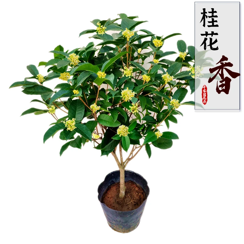 四季桂花盆栽花卉花开多季丹桂金桂开花香味黄色红色桂花阳台植物